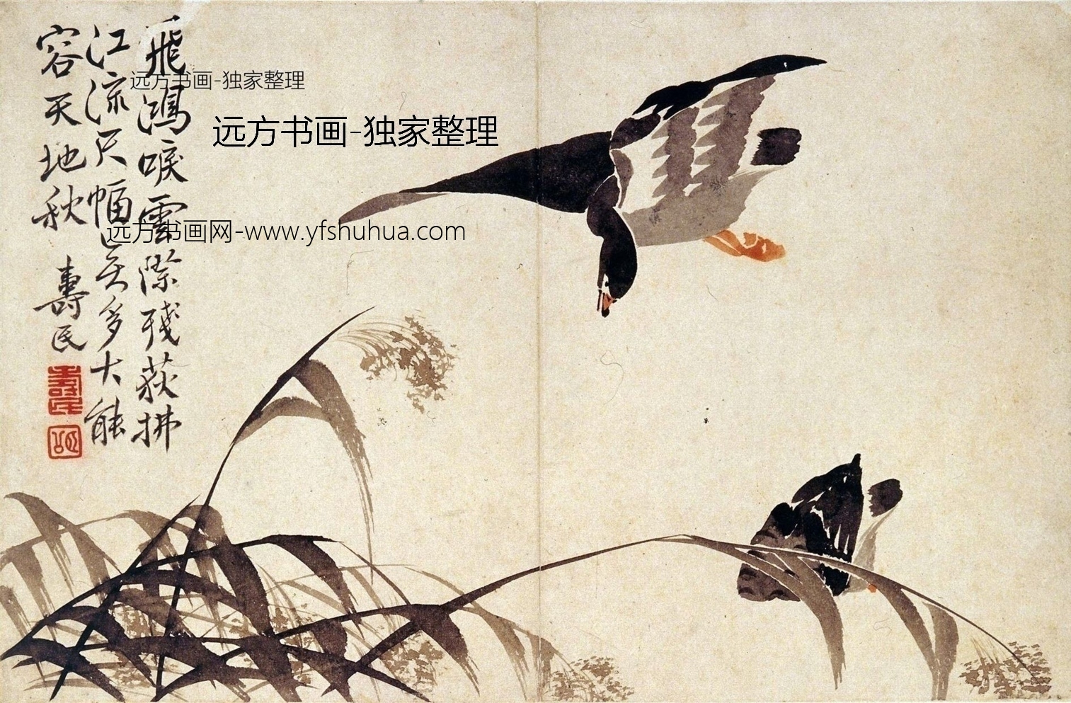 清朝代【边寿民】《芦雁图册（八开）》TIF高清大图中国画古画素材下载