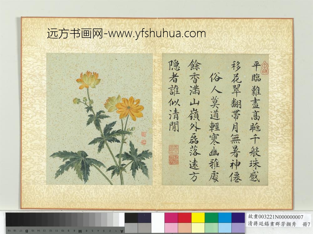 清蒋廷锡画群芳撷秀册菊花_