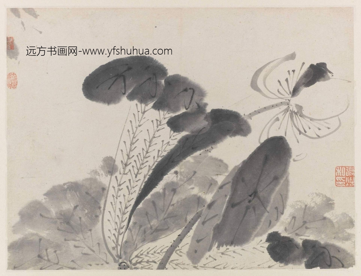 清_朱耷_八大山人画荷册_10