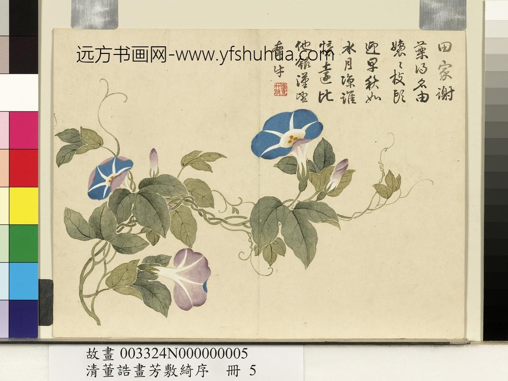 清董诰画芳敷绮序-册-牵牛花