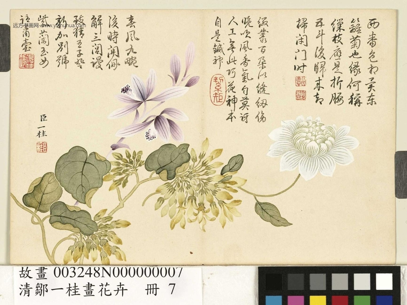 清_邹一桂_花卉册图_9