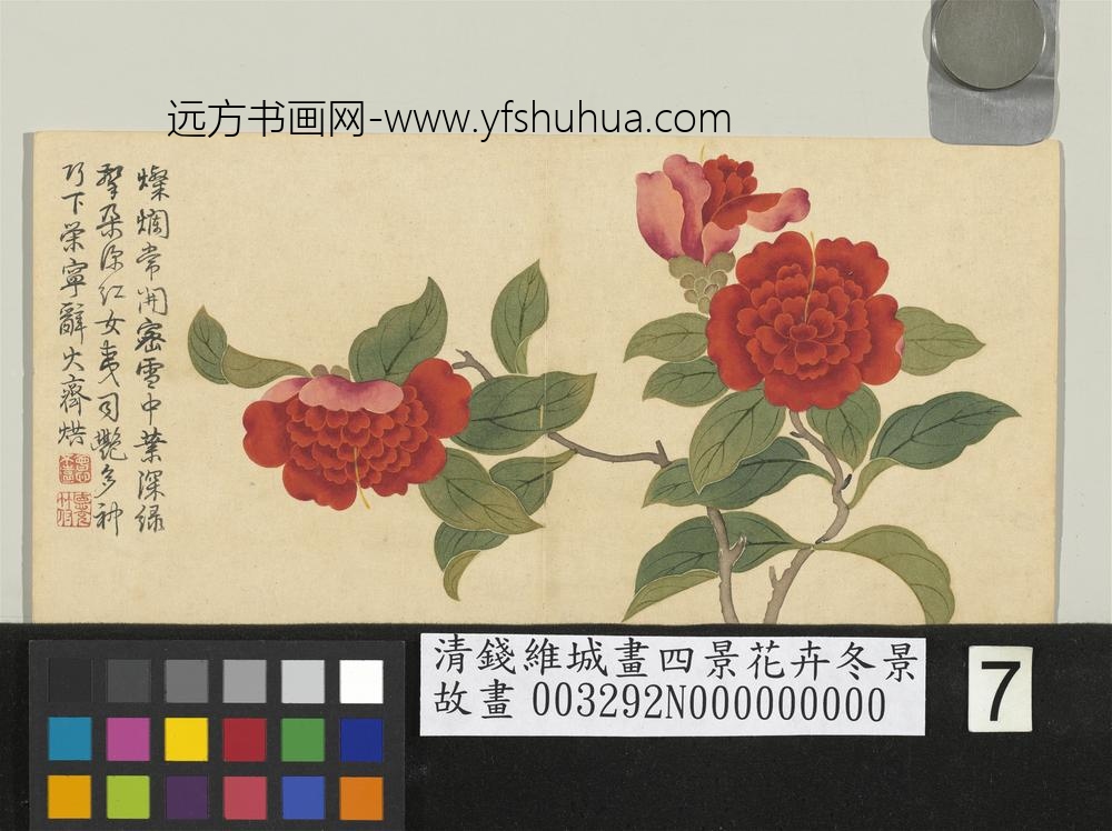 清钱维城画四景花卉冬景册 宝珠茶花