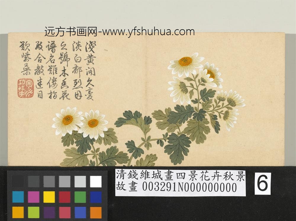 清钱维城画四景花卉秋景册 木香菊