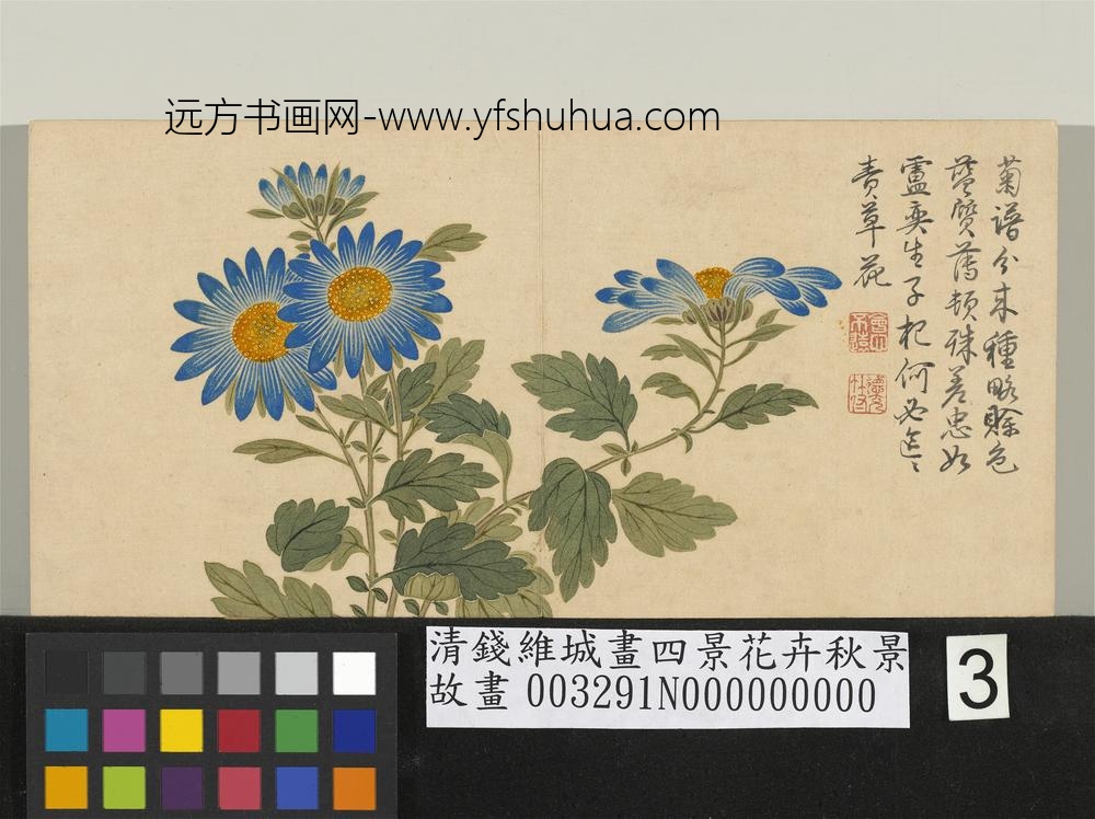 清钱维城画四景花卉秋景册 蓝菊