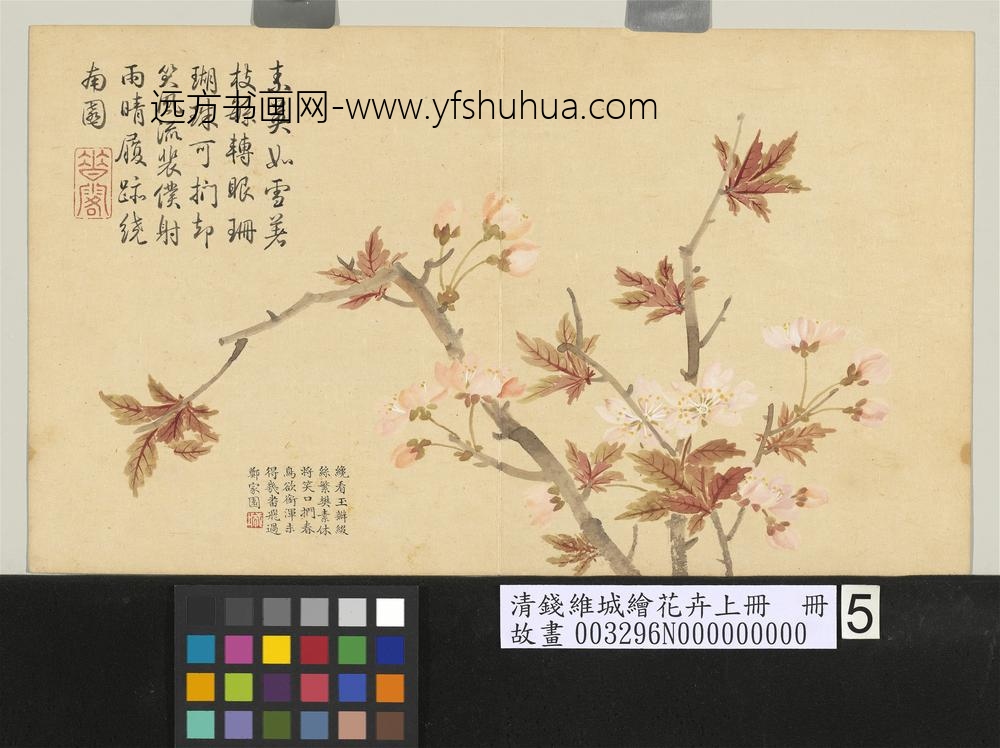 清钱维城绘花卉（上）册 樱桃花