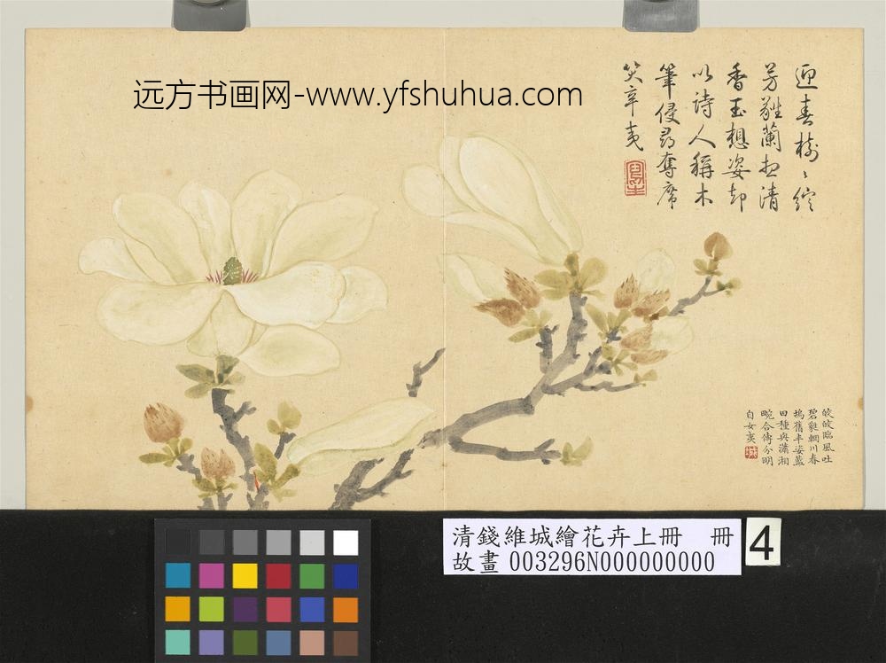 清钱维城绘花卉（上）册 玉兰