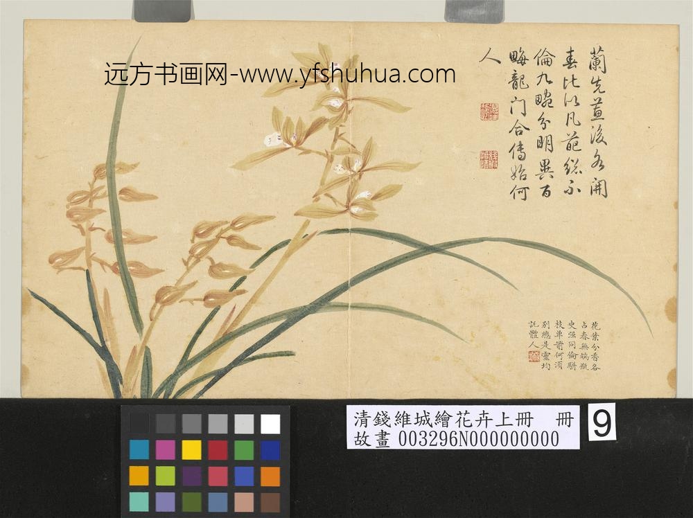 清钱维城绘花卉（上）册 蕙兰