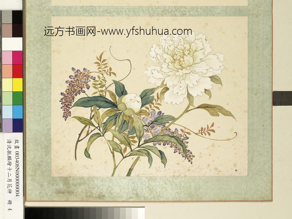 清沈振麟绘十二月花神册 芍药紫藤