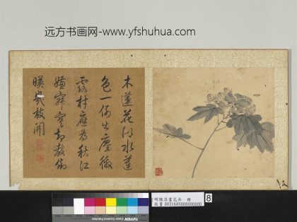 明陈淳画花卉册-芙蓉