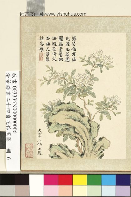 画二十四番花信风图册-大寒三候山矾