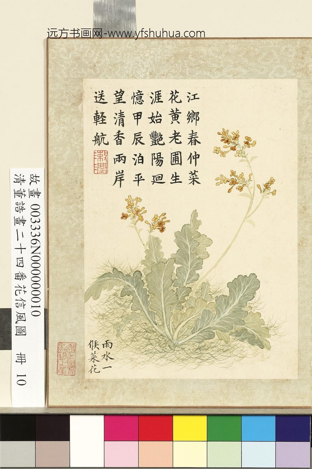 画二十四番花信风图册-雨水一候菜花