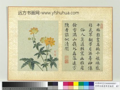 清蒋廷锡画群芳撷秀册菊花