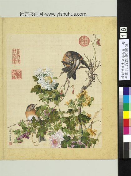 清郎世宁画仙萼长春册菊花