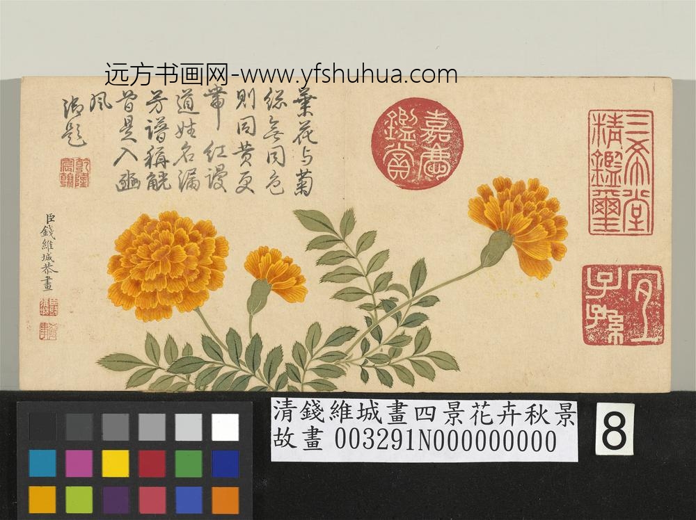 清钱维城画四景花卉秋景册_万寿菊