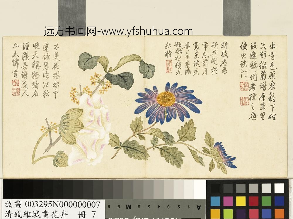 清钱维城画花卉册_芙蓉桂花