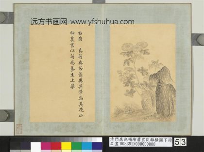 清门应兆补绘萧云从离骚图下册 菊花.jpg